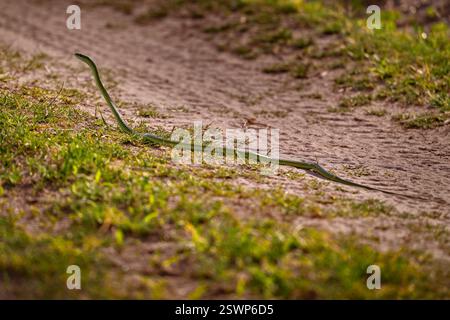Ich habe Bush Snake, Philothamnus semivariegatus, auf der Schotterstraße gesehen. Grüne Schlange auf dem Naturgras, Okavango-Delta in Botswana. Viper in nat Stockfoto