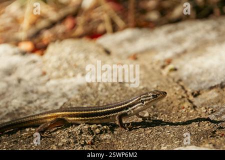 Bei einer Nahaufnahme wird eine ausgewachsene gestreifte Eidechse auf einer rauen Oberfläche mit Felsen im Hintergrund gefangen. Stockfoto