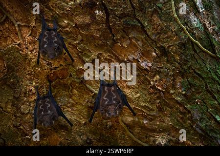 Weissgesäumte Fledermaus, Saccopteryx bilineata, drei Tiere auf dem Baumstamm in der Natur. Fledermäuse in der Nähe des Flusses Sarapiquí CostaRica. Nachtsäuger Stockfoto