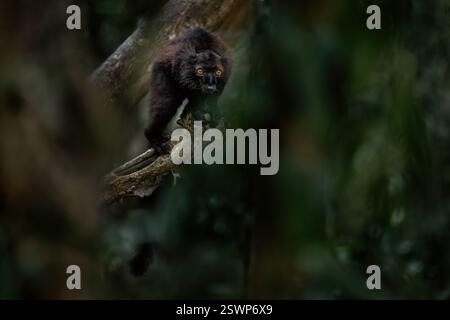 Schwarzer Lemur, Eulemur Macaco, Porträt mit gelbem Auge. Park Nosy Be Island in Madagaskar. Roter brauner Affe auf dem Baum, natürlicher Lebensraum Stockfoto