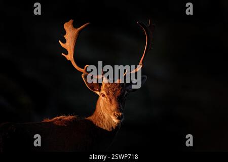 Wildtiere Andalusien. Damhirsch, Dama Dama, im Herbstwald, Spanien. Tier auf der Waldwiese. Tierwelt in Europa. Majestätischer, mächtiger Erwachsener i Stockfoto
