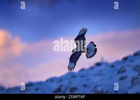 Winterlandschaft mit Vogel. Südliche Caracara plancus, im Morgenlicht. Greifvogel näht auf Stein. Wildtiere aus der Natur, Südamerika, Tor Stockfoto