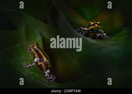 Ranitomeya summersi „vernetzt“, Fluss Huallaga, Cordillera Azul NP, Zentrum Perus. Sommer Giftfrosch, zwei anphibische im natürlichen Lebensraum, versteckt Stockfoto