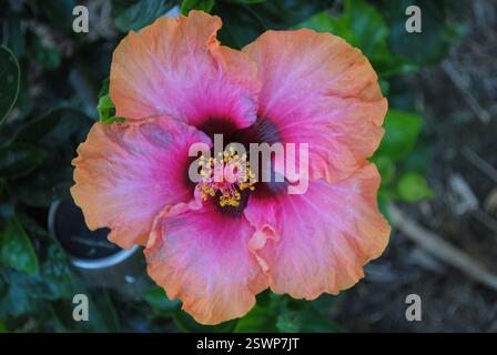 Rosafarbene und orangene Hibiskusblüte Stockfoto