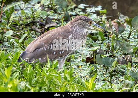 Schwarzgekrönter Nachtreiher, Jugendliche, Jagd, Pantanal, Miranda, Mato Grosso do Sul, Brasilien Stockfoto