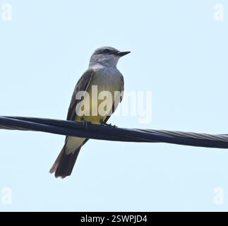 Westlicher Kingbird (Tyrannus verticalis), Aves, Painted Bunting Spot, Front Street, East St Louis, IL, USA Stockfoto