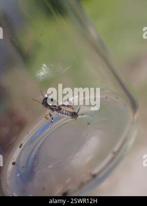 Larger Pygmy Mole Grasshopper (Neotridactylus apicialis), Insecta, Okanagan-Similkameen, BC, Kanada Stockfoto