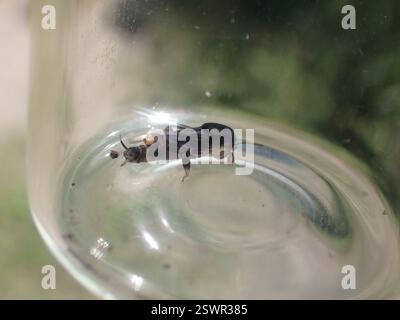 Larger Pygmy Mole Grasshopper (Neotridactylus apicialis), Insecta, Okanagan-Similkameen, BC, Kanada Stockfoto