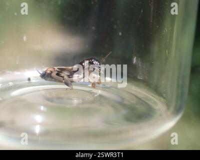 Larger Pygmy Mole Grasshopper (Neotridactylus apicialis), Insecta, Okanagan-Similkameen, BC, Kanada Stockfoto