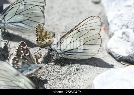 Carline Skipper (Pyrgus carlinae), Insecta, 05560 VARs, Frankreich Stockfoto