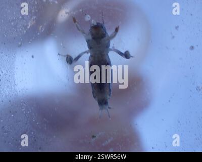 Larger Pygmy Mole Grasshopper (Neotridactylus apicialis), Insecta, Okanagan-Similkameen, BC, Kanada Stockfoto