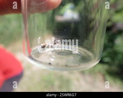 Larger Pygmy Mole Grasshopper (Neotridactylus apicialis), Insecta, Okanagan-Similkameen, BC, Kanada Stockfoto