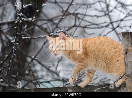 Aufmerksame rote Katze, die in der Zeit des Schneefalls über den Zaun geht Stockfoto