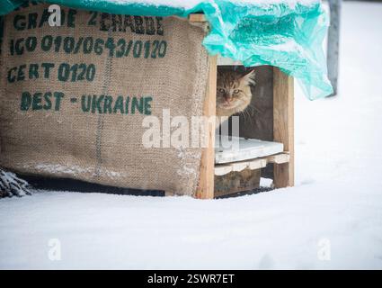 Winter Schnee Zeit, eine flauschige rote Katze, in einem Hundehaus (Katzenhaus), aus Kaffeebeuteln gemacht - Wand aus Jutebeuteln, Dach eines Getreideprosses Stockfoto