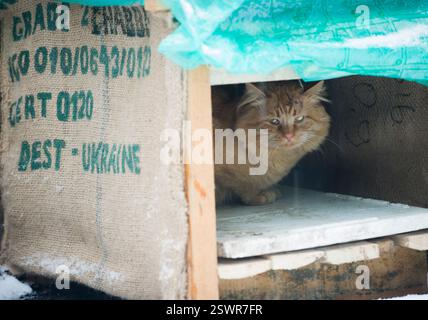 Winter Schnee Zeit, eine flauschige rote Katze, in einem Hundehaus (Katzenhaus), aus Kaffeebeuteln gemacht - Wand aus Jutebeuteln, Dach eines Getreideprosses Stockfoto
