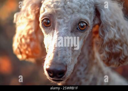Nahaufnahme eines Pudelhundes mit gelocktem beigem Fell, tiefbraunen Augen und weichem goldenem Sonnenlicht, vor einem verschwommenen Hintergrund im Freien. Stockfoto