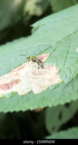 Pure Green Sweat Bee (Augochlora pura), Insecta, Kennedy PL, London, ON, CA Stockfoto