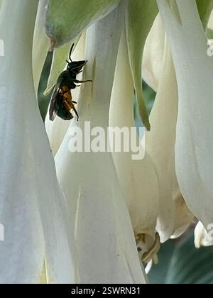 Pure Green Sweat Bee (Augochlora pura), Insecta, Eisele Rd, Cleveland, MO, WIR, auf Hostablüten Stockfoto