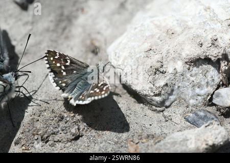 Carline Skipper (Pyrgus carlinae), Insecta, 05560 VARs, Frankreich Stockfoto
