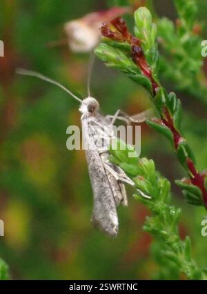 Birch Ermel (Swammerdamia caesiella), Insecta, Beinn Eighe und Loch Maree Islands National Nature Reserve, Achnasheen, Schottland, GB Stockfoto