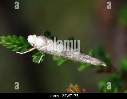 Birch Ermel (Swammerdamia caesiella), Insecta, Beinn Eighe und Loch Maree Islands National Nature Reserve, Achnasheen, Schottland, GB Stockfoto
