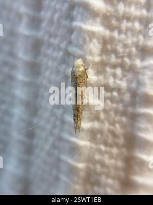 Birch Ermel (Swammerdamia caesiella), Insecta, Novosibirskiy Rayon, RU-NS, RU Stockfoto