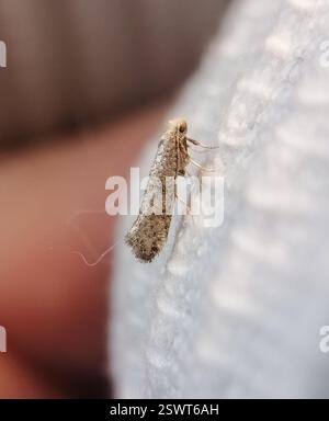 Birch Ermel (Swammerdamia caesiella), Insecta, Novosibirskiy Rayon, RU-NS, RU Stockfoto