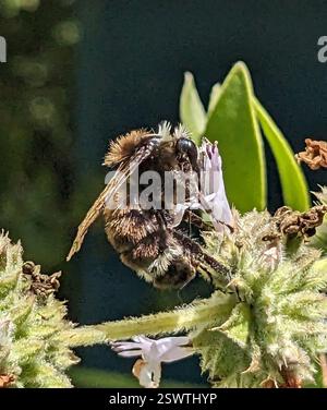 Gelbe Hummel (Bombus vosnesenskii), Insecta, Encinitas, CA 92024, USA, Uber Salvia melifera Stockfoto