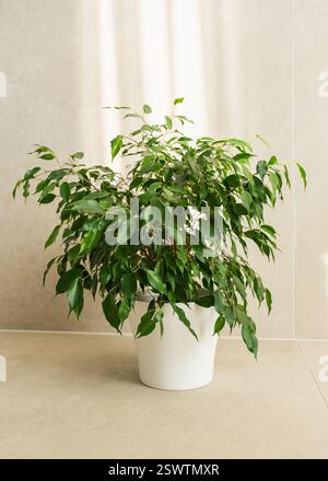 Ficus benjamina steht in einem Raum mit Lichtstrahlen, die auf ihn und die Wand fallen. Hochwertige Fotos Stockfoto