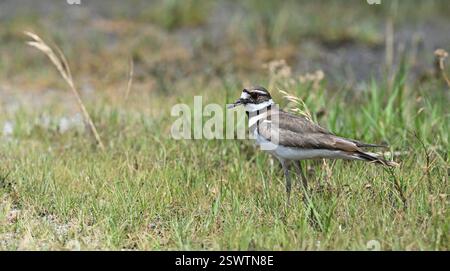Killdeer (Charadrius vociferus), Aves, Painted Bunting Spot, Front Street, East St Louis, IL, USA Stockfoto
