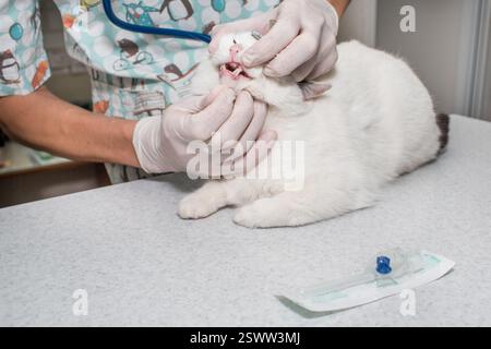 Der Arzt untersucht die Zähne der Katze und öffnet seinen Mund in einer Tierklinik Stockfoto