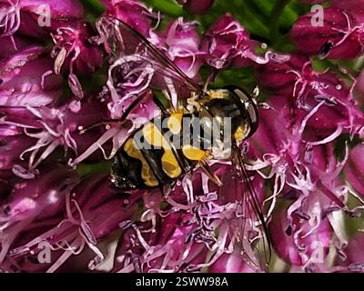 (Didea fasciata), Insecta, 3450 Lillerød, Danmark Stockfoto