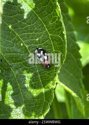 Achtfleckiger Flohkäfer (Omophoita cyanipennis), Insecta, San Antonio Zoo, San Antonio, TX, US Stockfoto