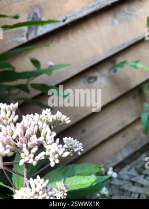 Pure Green Sweat Bee (Augochlora pura), Insecta, Kennedy PL, London, ON, CA Stockfoto