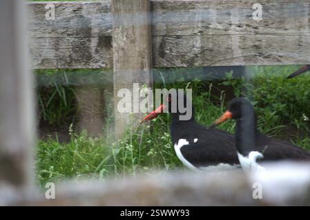 Eurasischer Austernfänger (Haematopus ostralegus), Aves, Highland Council, UK, mehrere Austernfänger hängen auf einem Feld ab Stockfoto