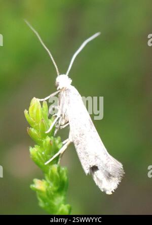 Birch Ermel (Swammerdamia caesiella), Insecta, Beinn Eighe und Loch Maree Islands National Nature Reserve, Achnasheen, Schottland, GB Stockfoto