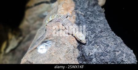 Nördliches marmoriertes Samtgecko (Oedura marmorata), Reptilia, Northern Territory, AU Stockfoto
