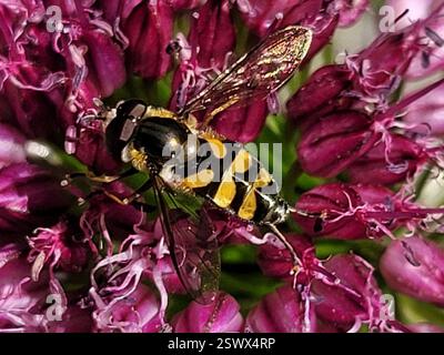 (Didea fasciata), Insecta, 3450 Lillerød, Danmark Stockfoto