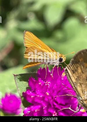 Orange Skipperling (Oarisma aurantiaca), Insecta, San Antonio Botanical Garden, San Antonio, TX, USA Stockfoto