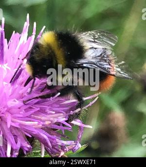 Rotschwanzhummel (Bombus lapidarius), Insecta, St. George Park, Bristol, England, GB, ich glaube, das ist ein Mann, das Weibchen ist das vorherige Bild mit schwarzem Körper und rotem Schwanz Stockfoto