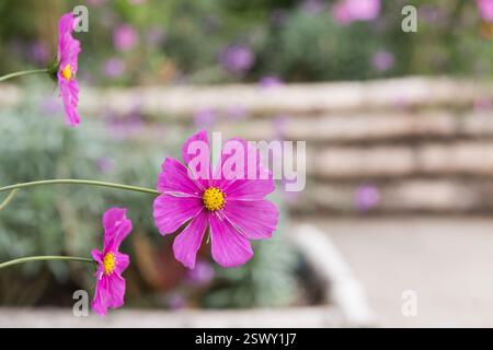Rosafarbene Kosmos Blumen blühen in einem Garten schöne Blumendekoration. Stockfoto