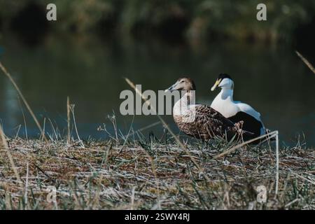 Männliche und weibliche Eiderenten in der Nähe eines Teichs in Südisland. Stockfoto
