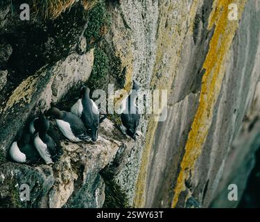 Gemeine Guillemots nisten auf den zerklüfteten Klippen von Látrabjarg, West Island. Stockfoto