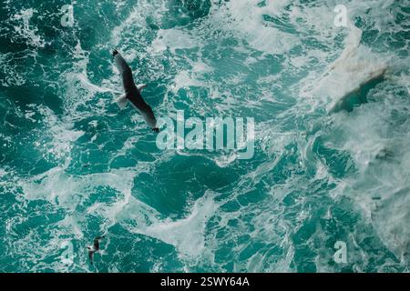 Möwen, die über türkisfarbenen Meereswellen in Látrabjarg, West Island, fliegen. Stockfoto