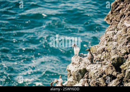 Gemeine Guillemots (Uria aalge) thronten auf felsigen Klippen bei Látrabjarg, West Island, mit dem Ozean im Hintergrund. Stockfoto