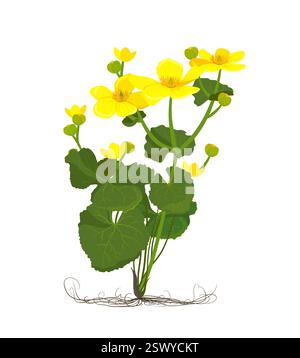 Marsh Marigold oder Kingcup (Caltha palustris). Botanik-Illustration im flachen Cartoon-Stil. Wilde gelbe Frühlingsblumen wachsen in Sümpfen, Mooren, Gräben und feuchten Wäldern. Vektor. Stock Vektor