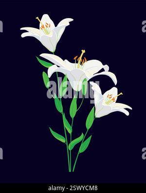 Weiße Lilien isoliert auf schwarzem Hintergrund, Vektorillustration von Blumen, können für Einladungen und Grußkarten verwendet werden. Stock Vektor