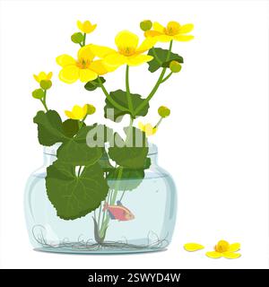 Ringelblumen oder Eisvogel (Caltha palustris), stehend in einem Glas mit Wasser. Illustration der Botanik im flachen Cartoon-Stil. Wilde gelbe Frühlingsblumen wachsen in Sümpfen, Sümpfen, Gräben und feuchten Wäldern. Stock Vektor