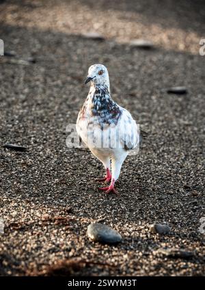 Gesprenkelte Taube auf Kies mit durchdringenden goldenen Augen und auffälligem Gefieder im warmen Sonnenlicht – Urban Avian Beauty in strukturierten Erdtönen Stockfoto