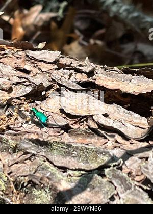Six-Spoted Tiger Beetle (Cicindela sexguttata), Insecta, Flat Creek Loop, Blue Ridge, GA, US Stockfoto